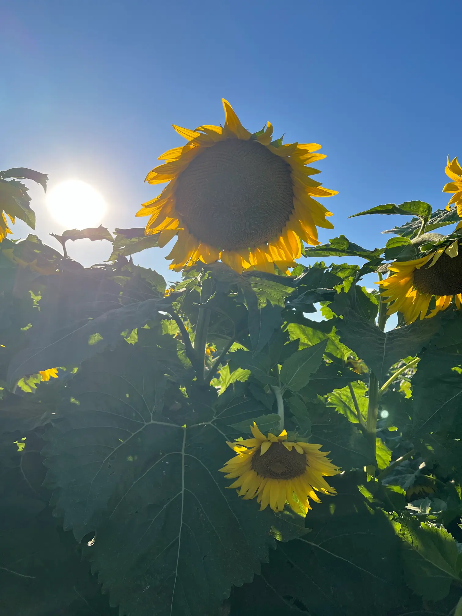 Mary Garcia, MA, PLMHP